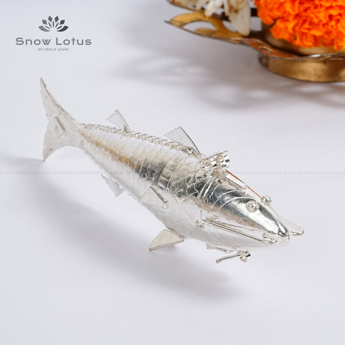 Silver Fish